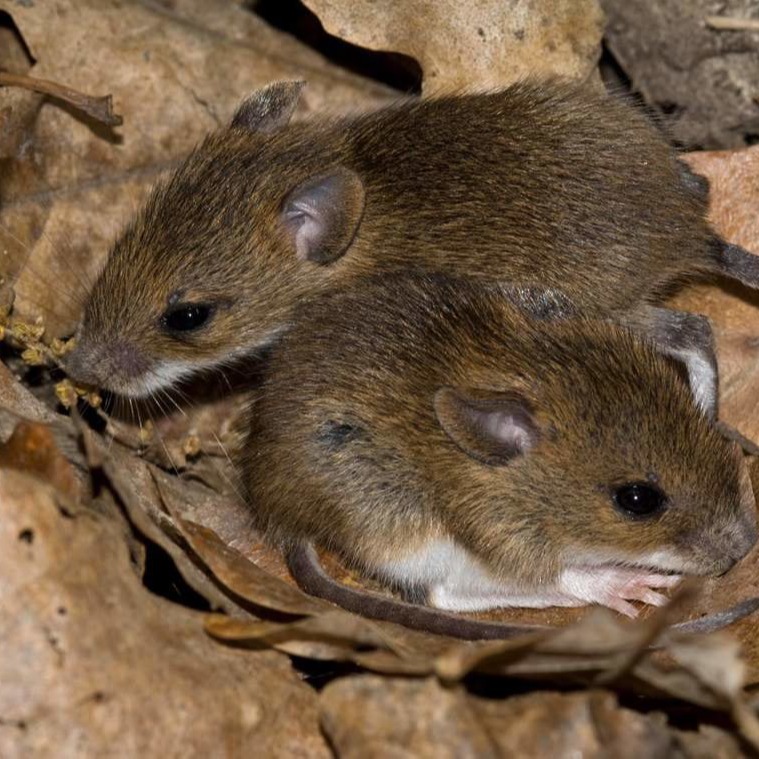 Уничтожения мышей в частном доме в Екатеринбурге?