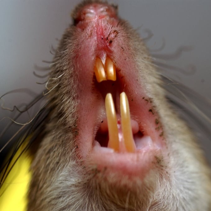 Дератизация крыс в Екатеринбурге?